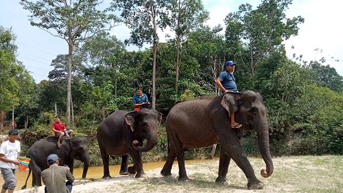 Ada 16 ekor gajah dewasa dengan mahout masing-masing berada di PKG Minas (foto/rinai-halloriau)