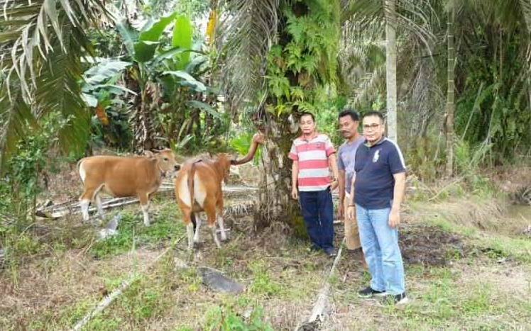 Kelompok tani Pesao Raya yang berada di Desa Batang Kulim Kecamatan Pangkalan Kuras, menerima bantuan dari PT Musim Mas melalui program CSR-nya berupa hewan sapi untuk ternak, Sabtu  (21/3/2020) lalu.