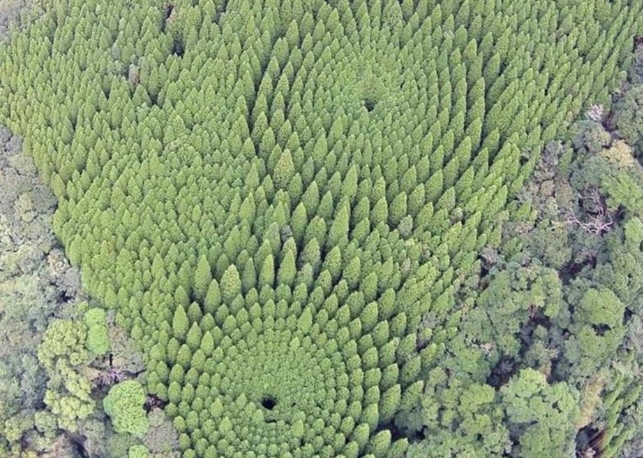 Hutan dengan formasi pepohonan unik mirip crop circle di Jepang.