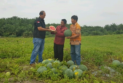 Hasil panen semangka petani di Okura.