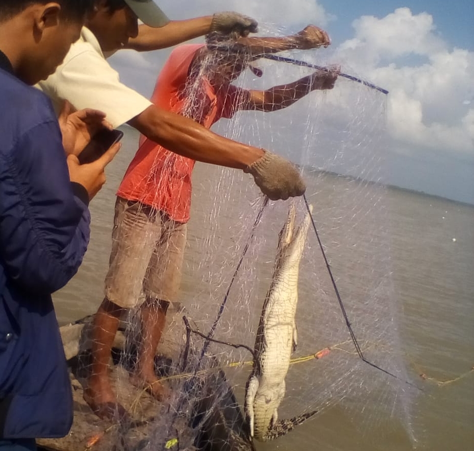 Buaya sepanjang 2 meter yang nyangkut di jalan milik nelayan.
