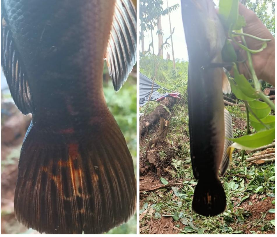 Ika Toman dengan guratan mirip lafaz Allah pada ekornya.
