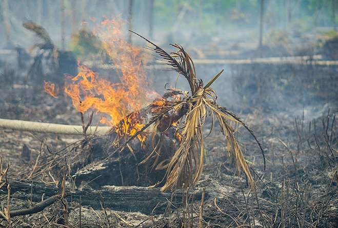 Pohon terbakar di area Karhutla. 
