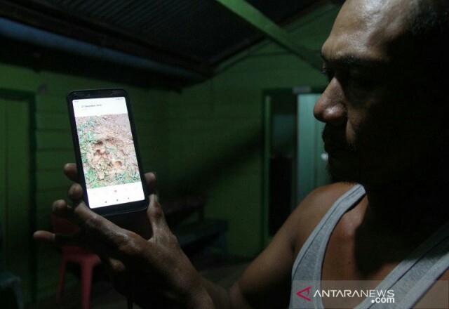 Warga menunjukan foto jejak yang diduga milik harimau sumatera di Desa Sinaboi Kecil, Kecamatan Sinaboi, Kabupaten Rokan Hilir, Provinsi Riau. Foto: Antara