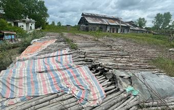 Tumpukan kayu bakau ilegal yang akan diekspor ke Malaysia, disita Polres Rohil (foto/Zal)