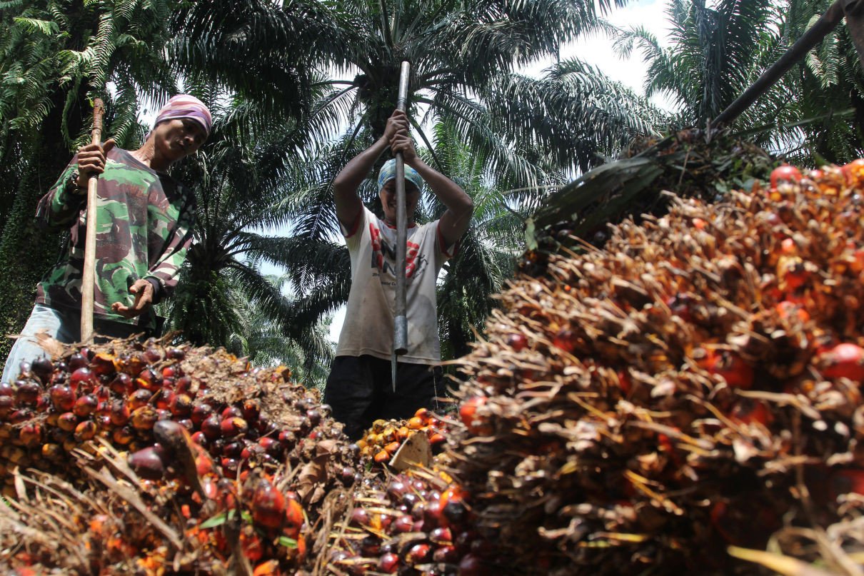 Harga tandan buah segar kelapa sawit di Provinsi Riau terus anjlok, bahkan turun hingga seribu rupiah. (Ist)