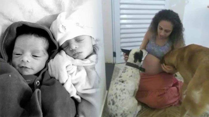 Bayi kembar diserang anjing orang tuanya.