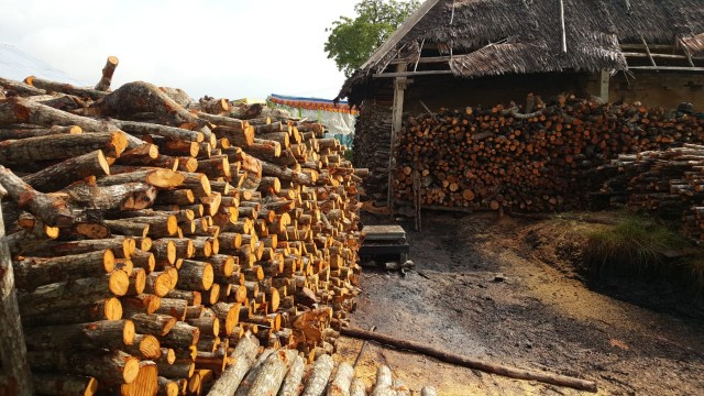 Tumpukan kayu bakau yang sudah dipotong dan siap dimasukkam kedalam panglong, tempat arang dipanggang