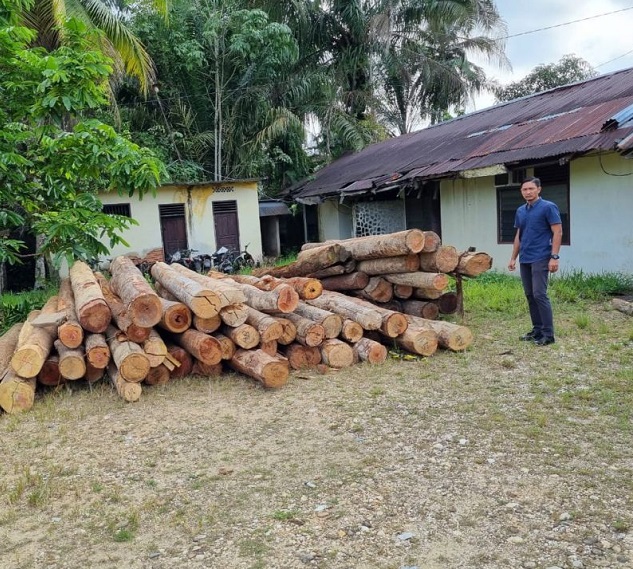 Puluhan tual kayu bulat dan yang sudah dijadikan papan berhasil diamankan.