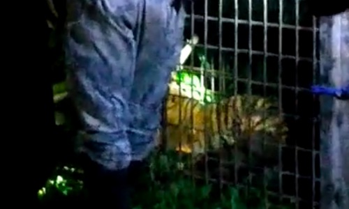 Harimau masuk perangkap warga di Pelalawan.(foto: andi/halloriau.com)