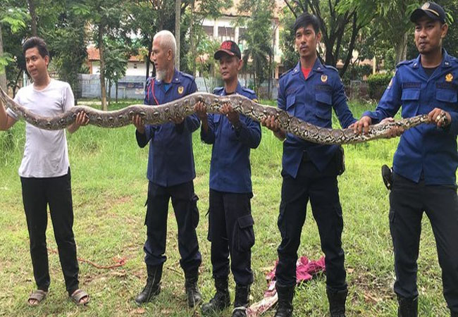 Ular jenis piton sepanjang 4,5 meter diamankan petugas Dinas Pemadam Kebakaran dan Penyelamatan Tangerang Selatan