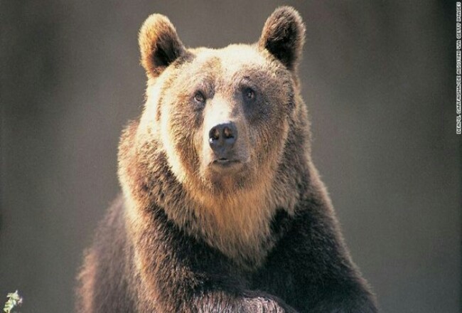 Beruang Coklat. Foto: Detik