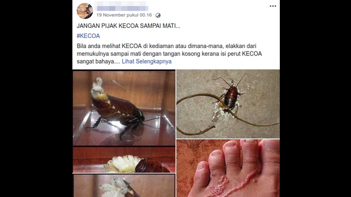 Informasi bahaya cacing bila menginjak kecoa viral lagi. (Foto: Tangkapan layar Facebook)