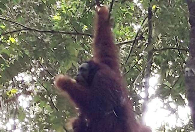 Orangutan yang diberi nama Rocky saat dilepasliarkan di Taman Nasional Bukit Tiga Puluh (TNBT), Riau, Kamis (22/10/2020). Foto: Antara