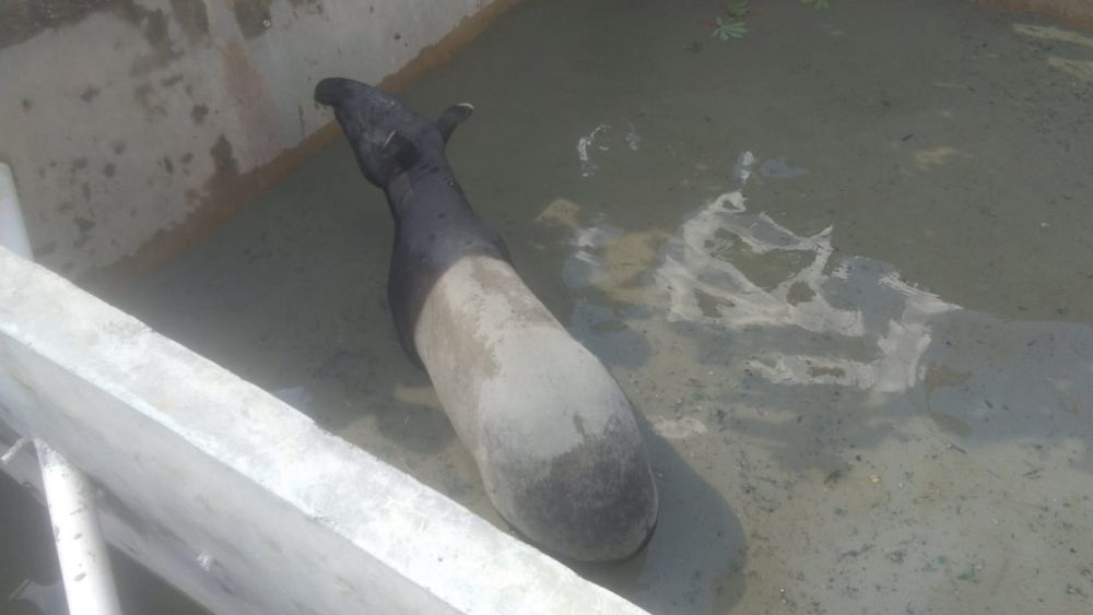 Tapir terjebak di kolam ikan milik warga Pekanbaru.