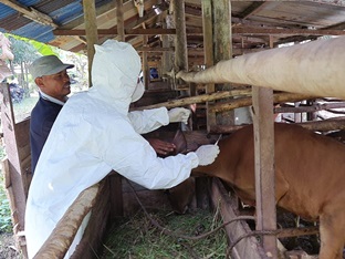 DKPP Dumai menyuntikkan vaksin PMK kepada hewan ternak berkuku belah, salahsatunya sapi (foto/bam)