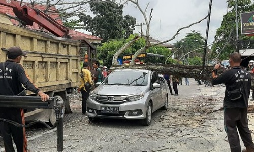 Pohon tumbang timpa mobil warga di Pekanbaru.(foto: int)