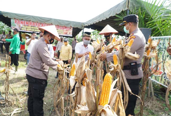 Kapolres dan jajaran, panen jagung di lahan Ketahanan Pangan Program Jaga Kampung tahun 2020 digagas Polsek Kabun.
