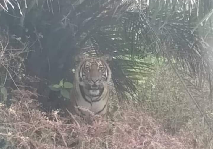 Foto harimau yang viral di Perawang.