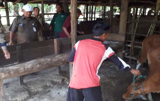  Kepala DKPP melihat sapi di tempat penampungan dan penjualan hewan kurban Purnama Kecamatan Dumai Barat baru-baru ini. 