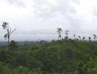 Hutan Riau.