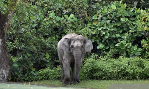 Seruni, salah satu Gajah Sumatra Betina yang menghuni habitat kawasan Hutan Balai Raja, Kabupaten Bengkalis, Provinsi Riau.(foto: istimewa)