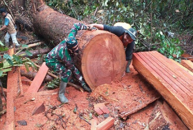 Illegal Logging. Foto: Detik