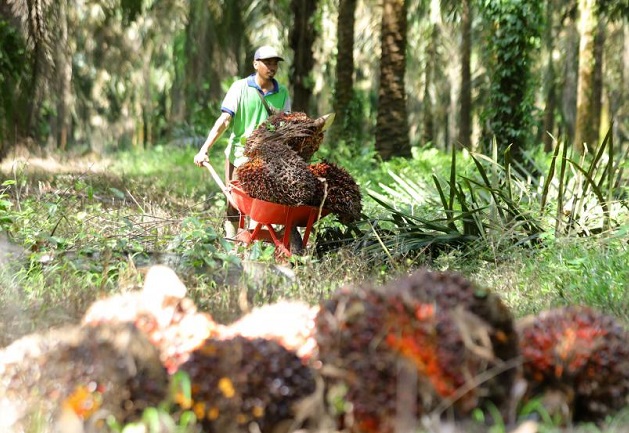 Petani mengumpulkan buah sawit hasil panen di perkebunan Mesuji Raya, Ogan Komering Ilir, Sumatra Selatan. Kementerian Koperasi dan Usaha Kecil dan Menengah (Kemenkop UKM) mendorong kemandirian petani di industri sawit nasional melalui aktivitas mereka di dalam koperasi. 