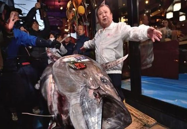 Kiyoshi Kimura mengabiskan 193 juta Yen atau sekitar Rp 25 Miliar untuk membeli tuna raksasa.