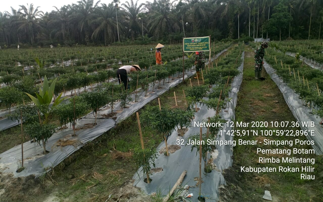 Bertanam cabai merah di Dusun Tengki Benar Jaya, Kecamatan Rimba Melintang seluas kurang lebih setengah hektar.