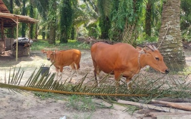 Ilustrasi kebutuhan hewan kurban di Kota Pekanbaru mencapai ribuan (foto/int)