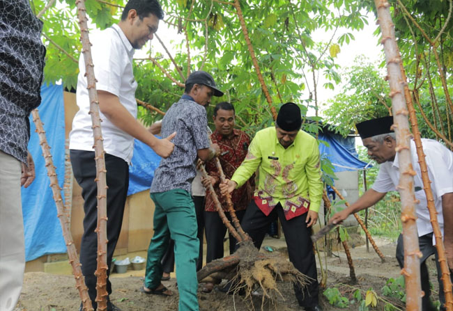  Bupati Siak Alfedri ikut memanen ubi kayu di lahan seluas 2 hektar milik warga, Rabu (29/1/2020).