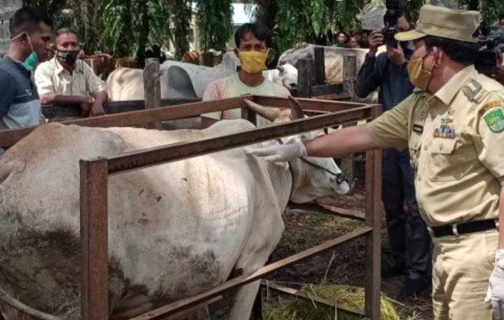 Bupati Sukiman pantau sapi mayarakat di Pasir Makmur, Kecamatan Rambah Samo.