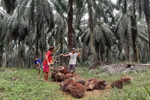 Ilustrasi Apkasindo berharap B35 bisa naikkan harga TBS Petani Riau (foto/int)