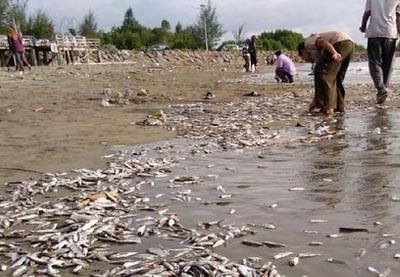 Bangai ikan yang mati massal di Banda Aceh.