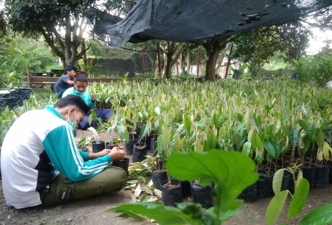 Kelompok Tani Benih Andalan tengah bekerja mengembangkan bibit durian dan manggis. Saat ini mereka telah memiliki sertifikat memproduksi buah dari Pemerintah Kabupaten Pelalawan.