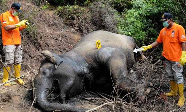   Tim identifikasi Polres Aceh Timur melihat bangkai gajah Sumatra yang mati di kawasan perkebunan kelapa sawit PT Atakana, Desa Seumanah Jaya, Kecamatan Ranto Peureulak, Aceh Timur, Aceh, Kamis (21/11/2019). FOTO: Antara