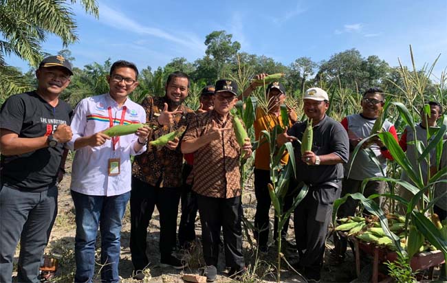 Walikota Dumai H. Zulkifli AS pimpin panen raya jagung manis Kelompok Tani Bukit Mekar Binaan Pertamina RU II Dumai.