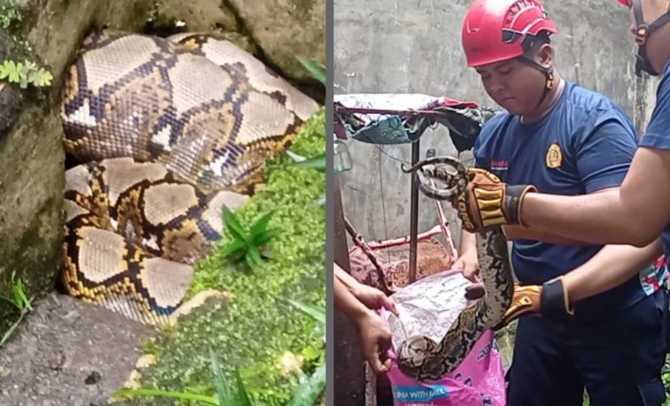 Petugas Damkar tangkap ular sanca di Marpoyan Damai, Pekanbaru (foto/Instagram)