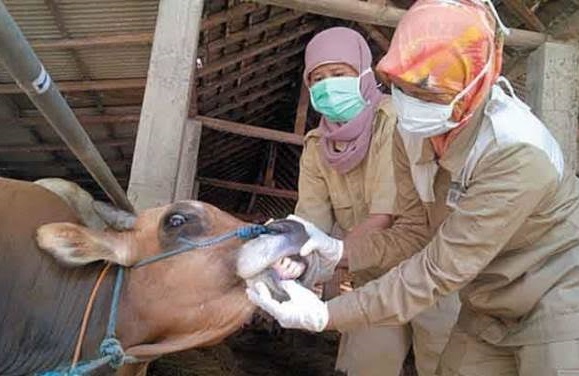 Ilustrasi petugas periksa kesehatan hewan ternak jelang Hari Raya Kurban (foto/int)