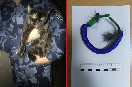 Polisi Rusia menahan seekor kucing karena mencoba menyelundupkan narkoba ke penjara