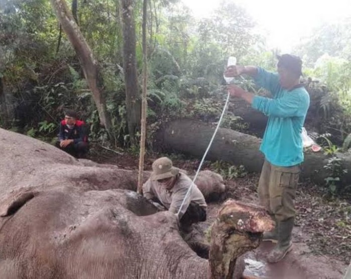 Tim Subdit IV Ditreskrimus Polda Riau tengah melakukan penyelidikan siapa pelaku yang membunuh gajah latih bernama Rahman.