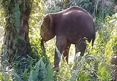 Gajah liar keluar dari Taman Nasional Tesso Nilo.