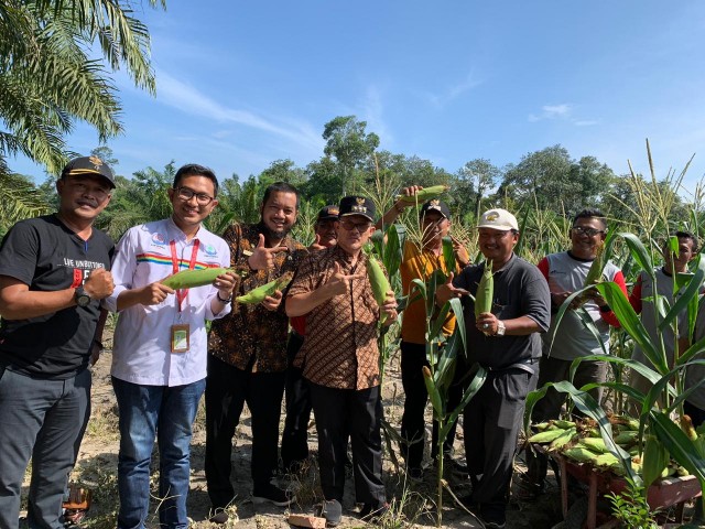 Walikota Dumai Drs H Zulkifli AS MSi pimpin panen raya jagung manis kelompok tani bukit mekar binaan Pertamina RU II Dumai.