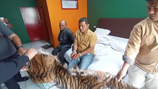 Kedua kakak beradik penjual kulit harimau dan sisik trenggiling ditangkap di salah satu hotel (foto/ist)