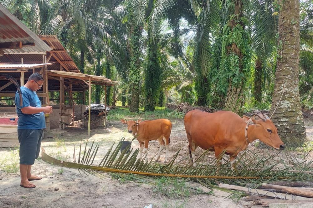 Hewan ternak diperketat peredarannya di Riau jelang Iduladha (foto/int)