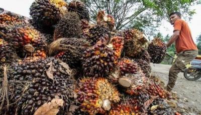 Ilustrasi harga TBS kelapa sawit di Provinsi Riau kembali naik (foto/int)