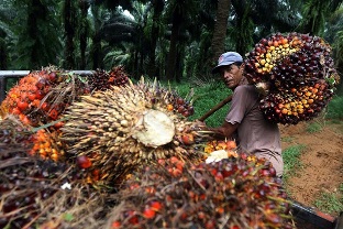 Harga tandan buah segar (TBS) kelapa sawit di Riau pekan ini kembali turun (foto/ilustrasi)