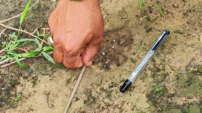 Cetak jejak kaki harimau yang ditemukan di kawasan Desa Suka Maju, Kabupaten Rokan Hulu, Riau.
