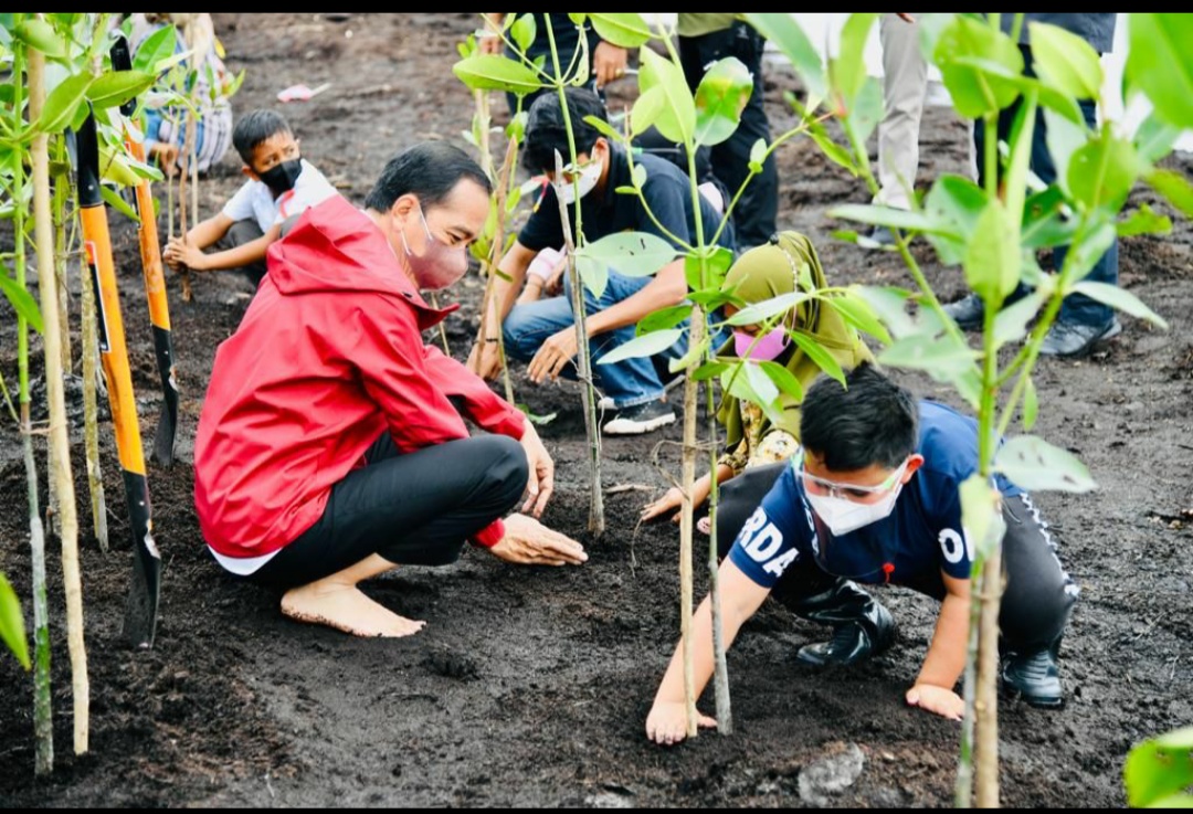 Jokowi menanam mangrove bersama masyarakat Bengkalis. 